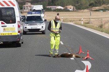 La N-430 y la N-420, las vías con más accidentes con animales