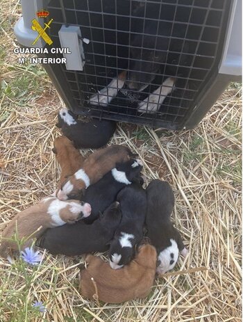 Rescatan a una perra y sus nueve cachorros de una arqueta