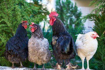 Disminuye la gripe aviar en Europa