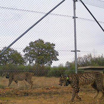 Cabañeros, esperanzado al ver interactuar a linces Uvita y U2