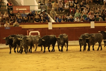 Los espectaculares 'Adolfos' desembarcan en Daimiel