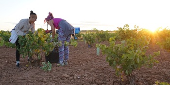 La DO La Mancha vendimia ya la tinta 'tempranillo'