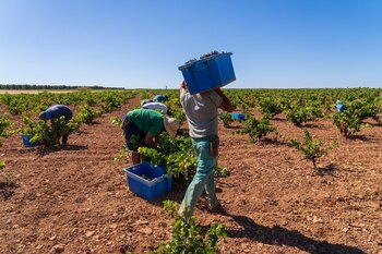 El crítico de vinos Tim Atkin destaca los vinos de Verum