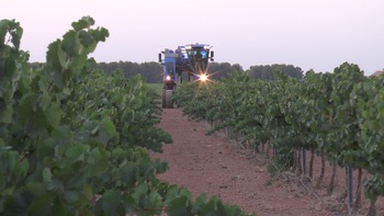 Arranca la vendimia en DO La Mancha con variedades blancas