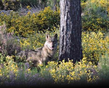 Una encuesta analiza el conflicto entre el lobo y la ganadería