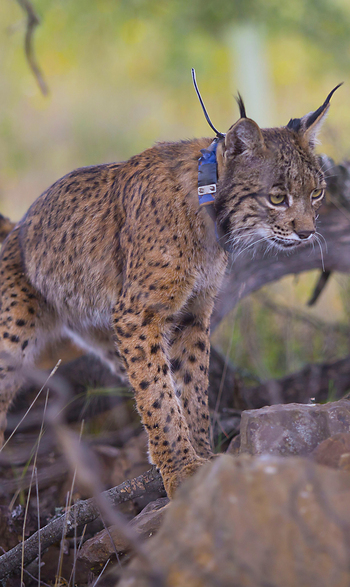 El lince no para de crecer