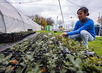 Reforestación de una zona emblemática