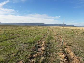 Naturgy reforesta 57 hectáreas de la Cañada Real Segoviana