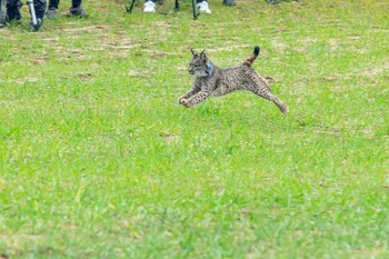 2,7 millones para proteger al lince en la A4