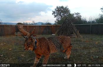 La lince Uvita sigue en Cabañeros e interactúa con el macho