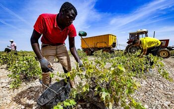 Los extranjeros aportan el 40% de la mano de obra en el campo