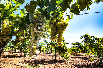 El auge del vino blanco