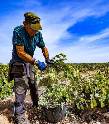 «Vinos extraordinarios» antes de recoger la airén