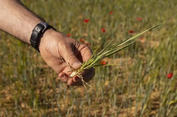 Agroseguro presenta las novedades de los seguros de herbáceos