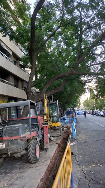 La Policía corta el tráfico por un árbol con riesgo de caída