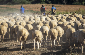 CLM resarcirá a los ganaderos por sacrificar a sus animales