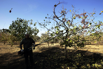 El pistacho, en la campaña previa a su «explosión» productiva