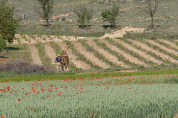 Castilla-La Mancha, la segunda con más agricultura ecológica