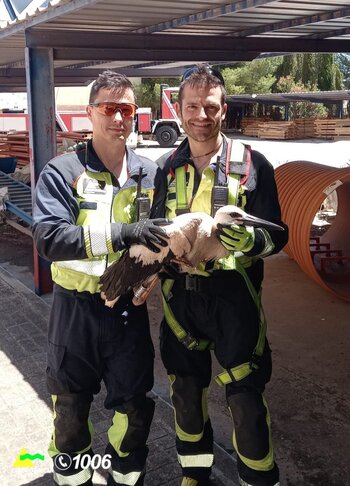 El SCIS colabora con la UCLM en el anillado de cigüeñas