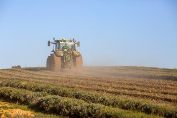 El negocio de la lavanda se sitúa en la cuerda floja