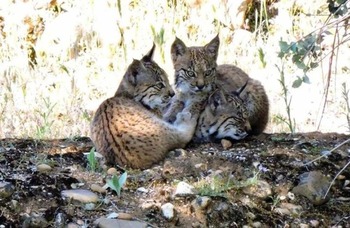 El lince encuentra una pareja para comparrecursos alimenticios