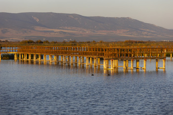 Evalúan los contaminantes en murciélagos de Las Tablas