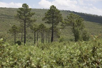 CLM es la región que más fondos Feader destina a los bosques