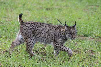 Artemisan acerca la realidad del lince ibérico en la región